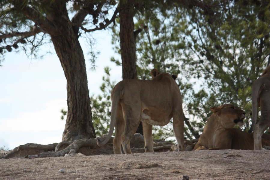 ***************** Hei feelt eng Foto **************